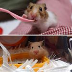 うつき🐹 🌈      なつき🐹 - Instagram Profile Picture of うつき🐹 🌈      なつき🐹 (@utsuki0421) on Instagram