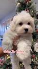 Profile Picture of   LasVegasPuppyStore... (@lasvegaspuppystore) on Tiktok