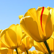 Profile Picture of C Brewster (@cbrewster8870) on Youtube