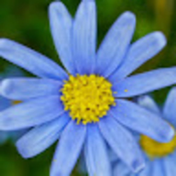 Profile Picture of Ysabel Preller (@yzziep) on Poshmark