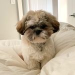 Profile Picture of Winston 🐾 (@sir.winston.todd) on Instagram