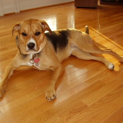 Profile Picture of Pat Mayorga (@BeaglePit) on Twitter