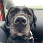 Profile Picture of George Ling-Smith (@george_the_labrador1) on Instagram