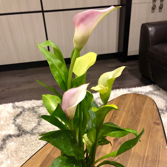 Profile Picture of Anna Dahdal (@annadah850) on Poshmark