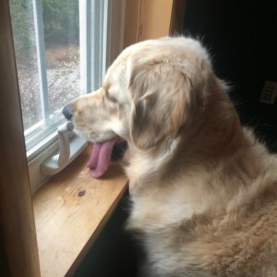 Profile Picture of Walter (@WalterTheGolden) on Twitter