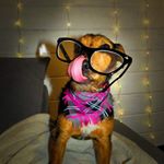 Profile Picture of Doris Shorter (@doristheterrier) on Instagram