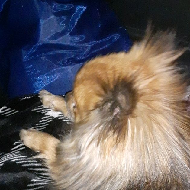 Profile Picture of Noel Pom💕 (@noelpom) on Tiktok