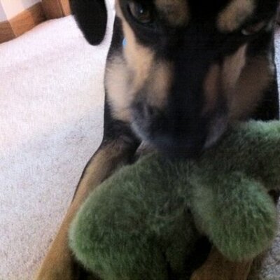 Profile Picture of Michael Gurba (@@mikegurba) on Twitter