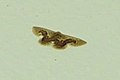 Profile Picture of Idaea gemmariaon Wikipedia