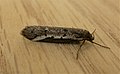 Profile Picture of Philobota stellaon Wikipedia