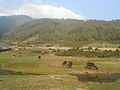 Profile Picture of Dhorpatan Hunting Reserveon Wikipedia