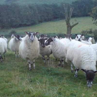 Profile Picture of Pete. Bennett (@BrokGray) on Twitter