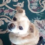 Profile Picture of Bella Lucas (@dogstuff591) on Instagram