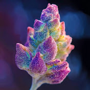 Profile Picture of Carla Andrews (@olivehughes) on Youtube