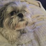 Profile Picture of Kimberly Gibbon Ondrejca (@kimberondrejca) on Instagram