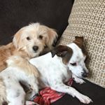 Profile Picture of Mia & Mason Patton (@puppy_patton) on Instagram