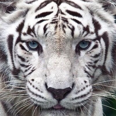 Profile Picture of César Roque (@roque_cesar) on Twitter