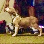 Blake Wilkes - Instagram Profile Picture of Blake Wilkes (@trublukennels) on Instagram