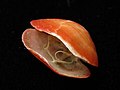 Profile Picture of Calloria (brachiopod)on Wikipedia