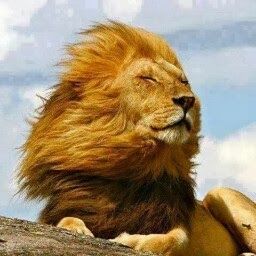 Profile Picture of Christopher Louden (@clouden0372) on Pinterest