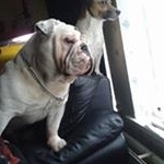 Profile Picture of Gavin Britton (@gavinbritton91) on Instagram