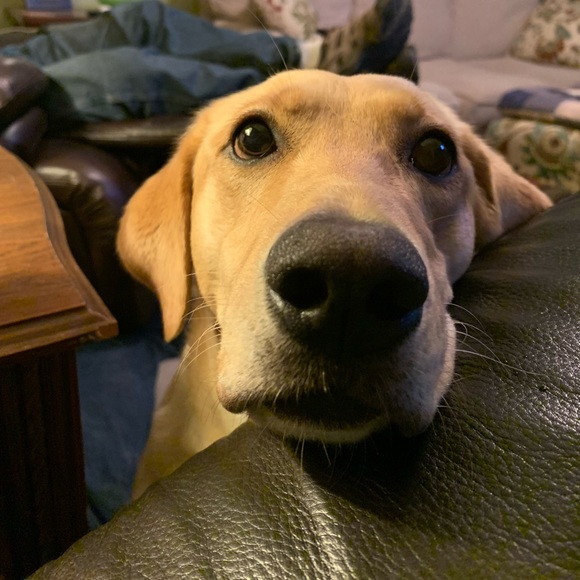 Profile Picture of Tamara Lenoard (@tlenoard) on Poshmark