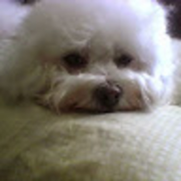 Profile Picture of Christopher Gosselin (@christopherg606) on Poshmark