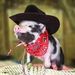 Profile Picture of Janet Decker (@janetdecker) on Pinterest
