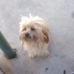 Profile Picture of Chuck Bridges (@thedogchuck) on Instagram