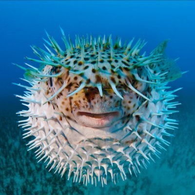 Profile Picture of Shawn Liu (@shawnkiwi) on Twitter