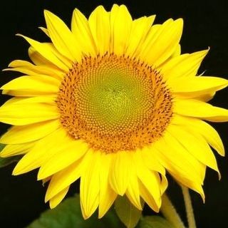 Profile Picture of Cathy Pangallo (@cpangallo) on Facebook