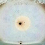 Profile Picture of Benjamin Heffel (@bigben990) on Instagram