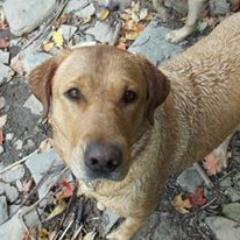 Profile Picture of Corrie Wright (@corlakins) on Twitter