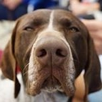 Profile Picture of Eric Simmonds (@pfluger_gsp) on Instagram