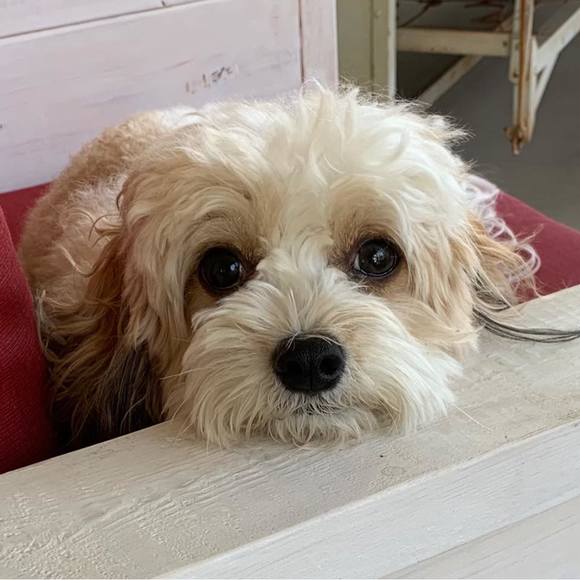 Profile Picture of Melissa Horton (@melissahorto466) on Poshmark