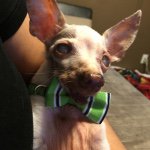 Profile Picture of Chico Jones (@oldmanchico) on Instagram