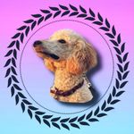 Profile Picture of Leah Craig (@perfectpoodlesdogtraining) on Instagram