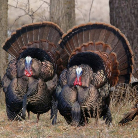 Profile Picture of Caleb seth Mccarley (@calebsmccarley) on Poshmark