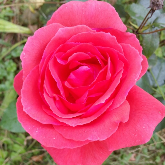 Profile Picture of Noelle Pierce (@noelle1977nep) on Poshmark