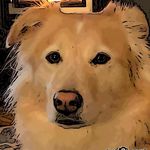 Profile Picture of Paul Cushion (@pcushion141) on Instagram