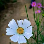 Marshia Aktar Maria - Facebook Profile Picture of Marshia Aktar Maria (@marshia.aktar.maria) on Facebook