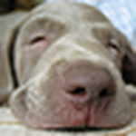 Profile Picture of Lisa K (@convoluted string) on Flickr