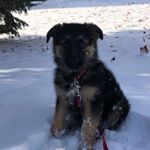 Profile Picture of waylon_longcoat_gsd (@waylon_longcoat_gsd) on Instagram