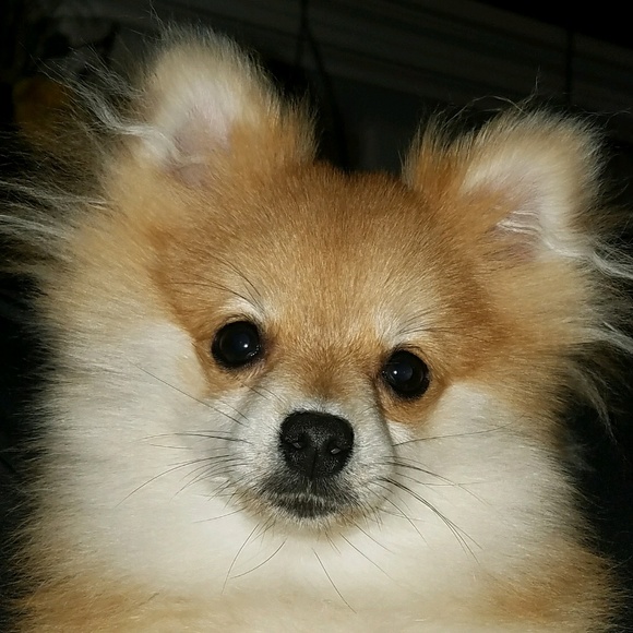 Profile Picture of Layla Filat (@shoewanter) on Poshmark