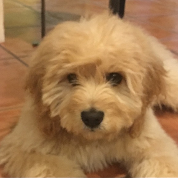 Profile Picture of Kimberley Crouse (@auntiemimmy) on Poshmark