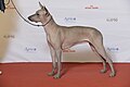 Profile Picture of Mexican Hairless Dog - Wikipediaon Wikipedia