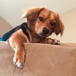 Profile Picture of Buddy Hyatt (@buddy_hyatt_the_dog) on Instagram