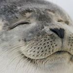 Profile Picture of Michael Pichardo (@thisthatprime) on Instagram