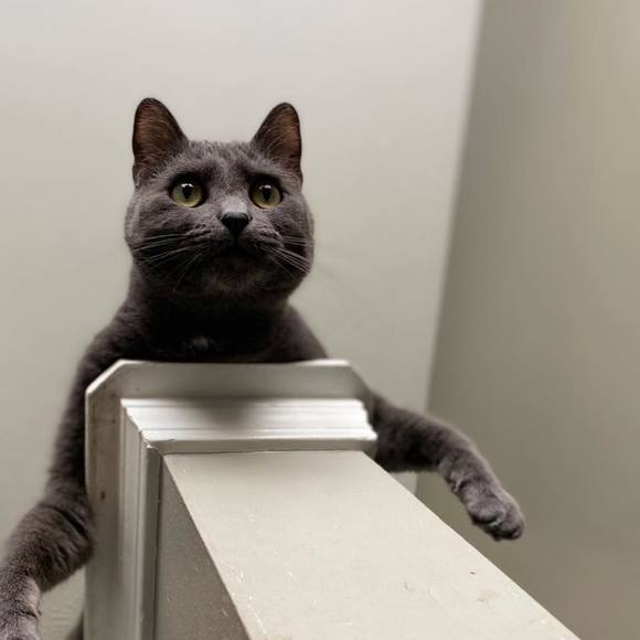 Profile Picture of Michael Buksar (@dmichael1901) on Poshmark