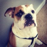 Franklin Graham Perkins - Instagram Profile Picture of Franklin Graham Perkins (@frank.the.bulldog) on Instagram